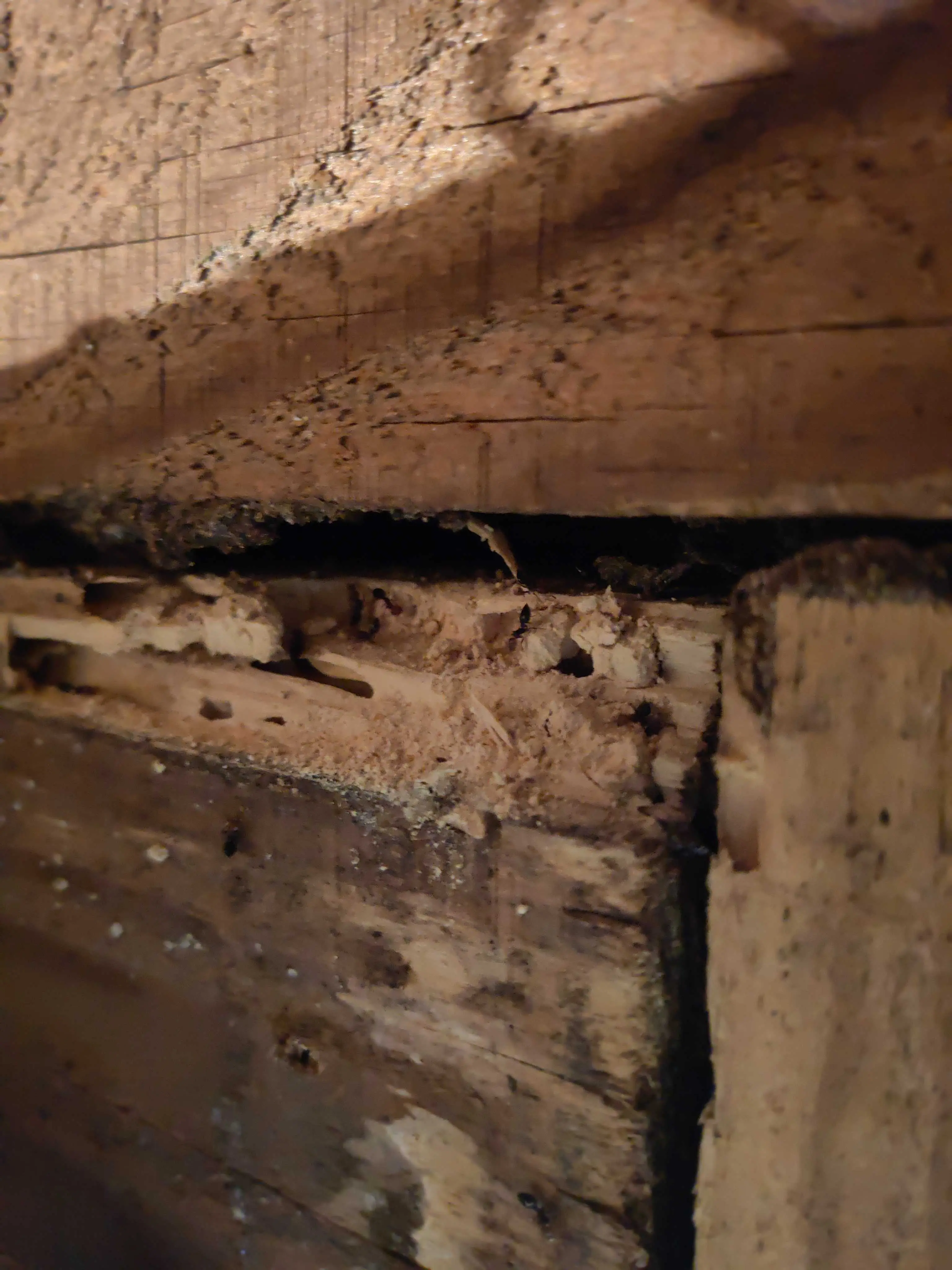 termites de bois