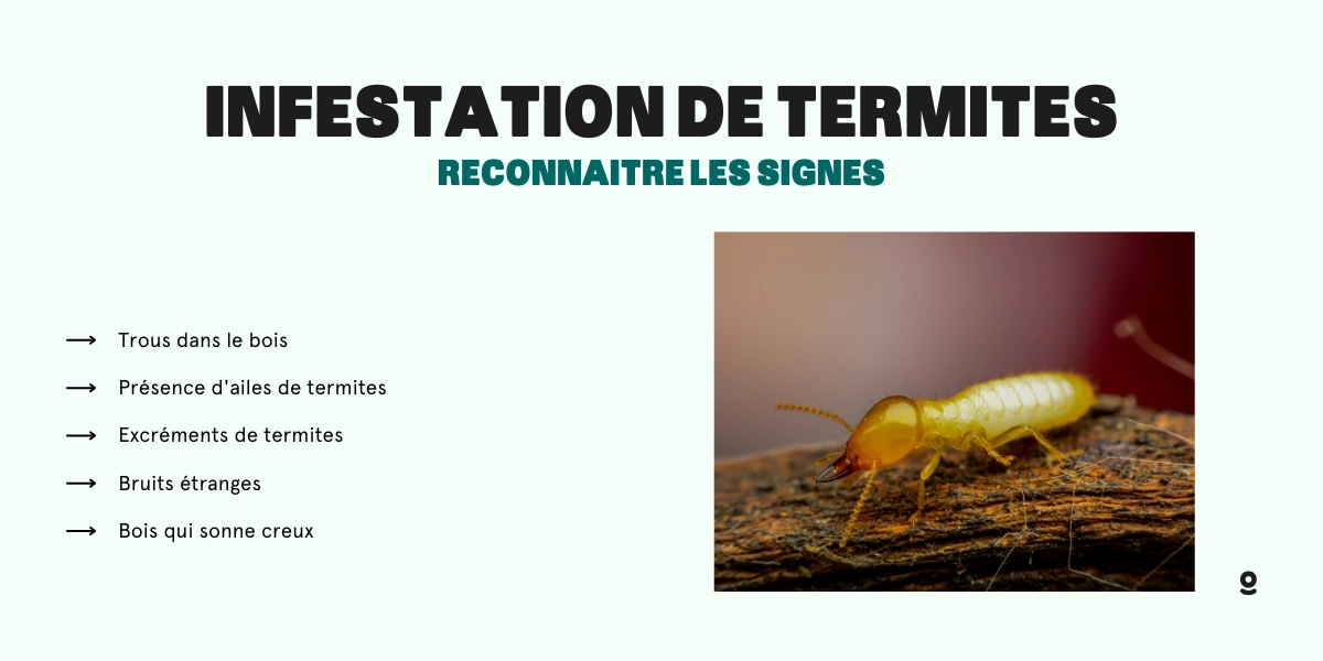 reconnaître une infestation de termites