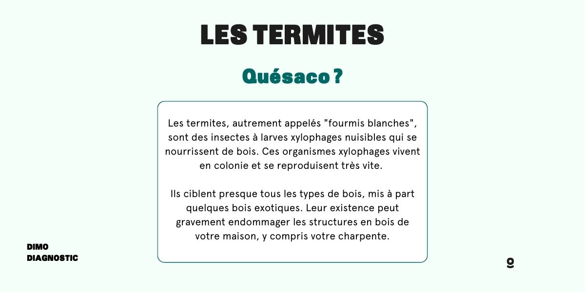 termite toulon