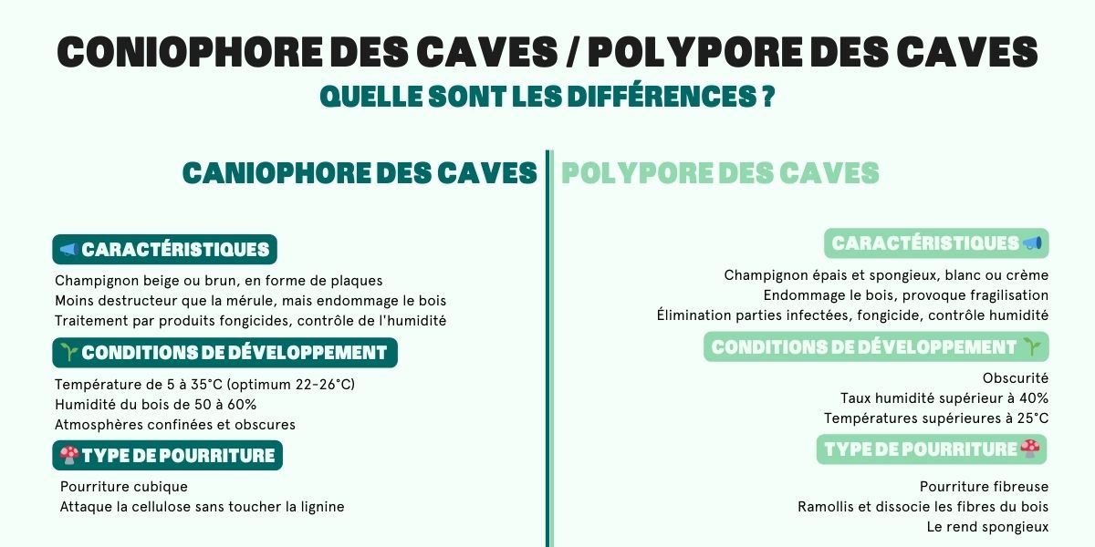 différence caniophore des caves et polypore des caves