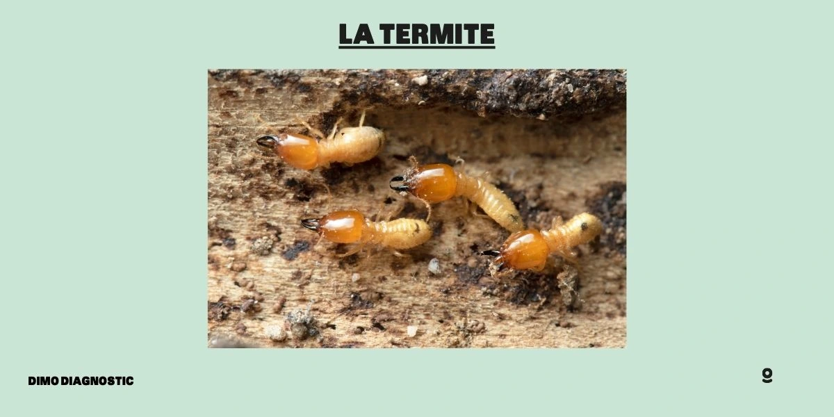 entreprise traitement termites