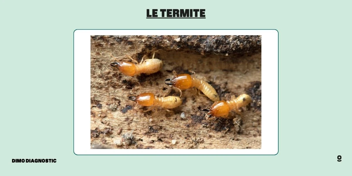 trace de termite