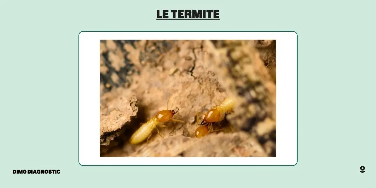 trace termite