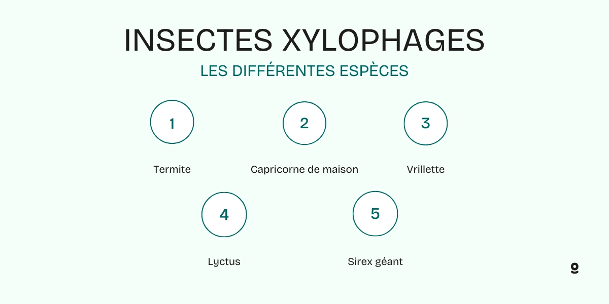 insecte xylophage toulon