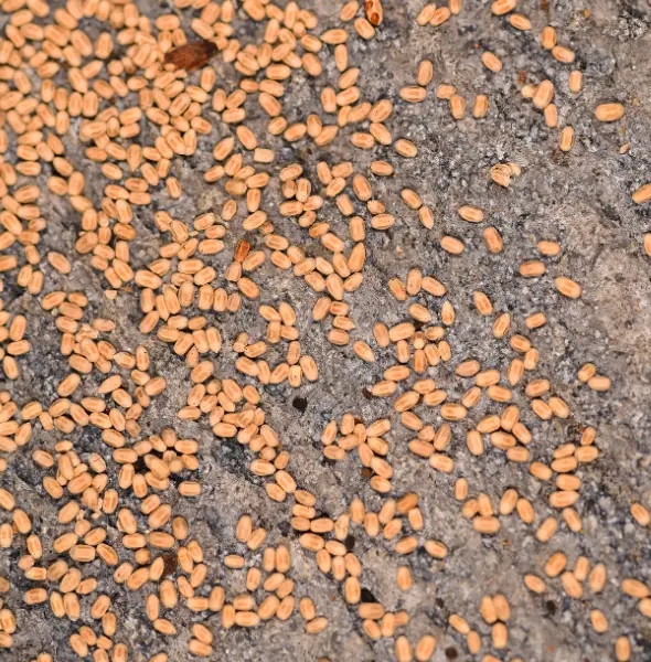 excrements de termites
