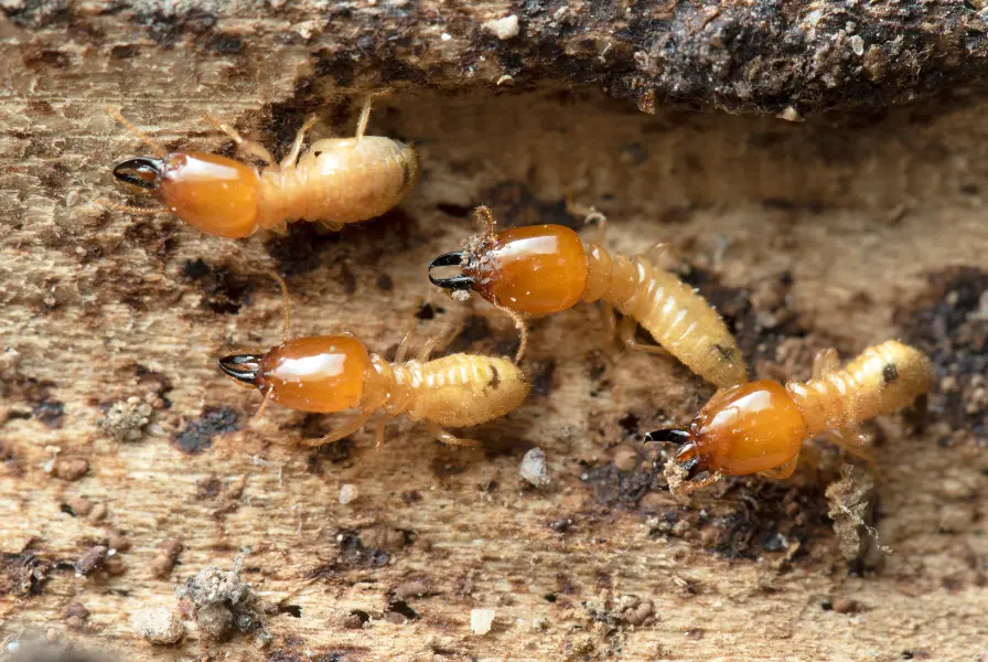termites bordeaux