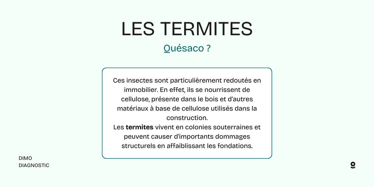 traitement termites bordeaux