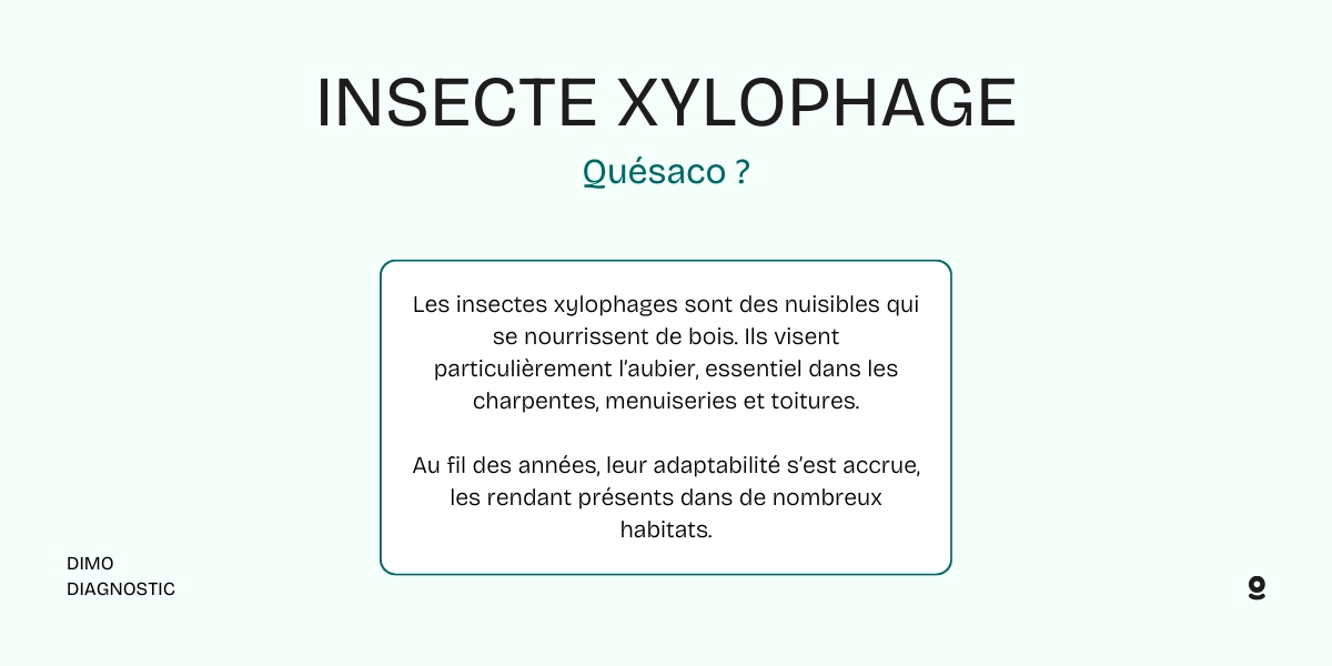 insecte xylophage toulon